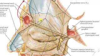 Pterygopalatine ganglion amp nasal cavity [upl. by Austen500]