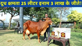 Top Quality Sahiwal cow in Sahiwal dairy farm Karnal Haryana [upl. by Eiramnaej]