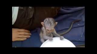 Caring for baby vervet monkeys [upl. by Ahcilef]