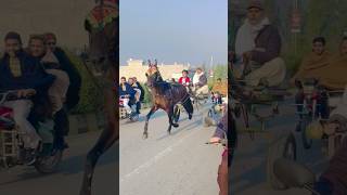 Fastest horse 🐎 racing in Pakistan 🇵🇰😍 [upl. by Sirois365]