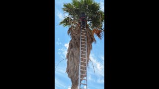 TRIMMING AN OVERGROWN PALM TREE [upl. by Mayda]