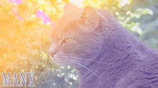 Ideal Companion Manx  Cat Breeding Videos [upl. by Fraser]