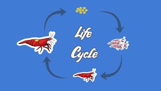 The Truly FASCINATING Life Cycle of the Humble Red Cherry Shrimp [upl. by Nonnaihr520]