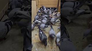 One tańczą 🤣🤣 pigeon [upl. by Ruy57]