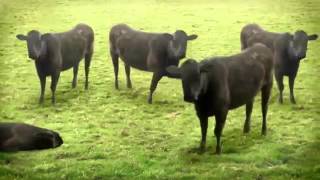 Video lucu Sapi Joget [upl. by Saunder]