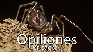 Algunos datos sobre Opiliones arañas cangrejo [upl. by Zennas]