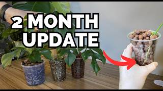 Rhaphidophora Tetrasperma Mini Monstera Propagation Update [upl. by Landbert]