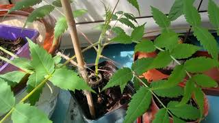 Growing Staghorn sumac from the seed Rhus Typhina [upl. by Atiniuq]