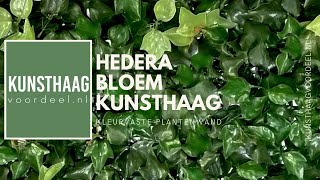 Hedera Bloem kunsthaag van Kunsthaagvoordeelnl [upl. by Shelli654]