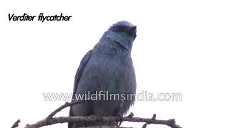 Verditer Flycatcher an Old World flycatcher [upl. by Riha]