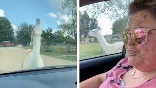 Angry Llama Spits On Woman [upl. by Deane]