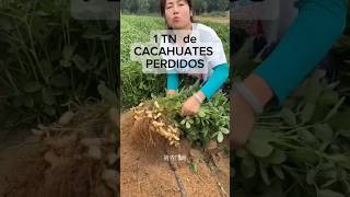 1 TONELADA de CACAHUATES Sin Vender gardening agricultura agriculture farming agro [upl. by Nyvar]