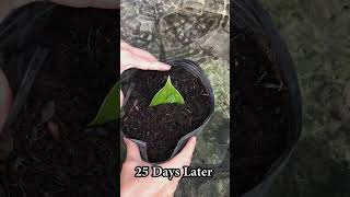 Growing anthurium from leaves for those who dont know [upl. by Aholah]