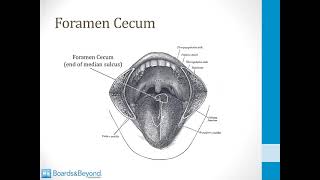 Endocrinology USMLE Step 1 — Thyroid Gland — Boards and Beyond [upl. by Neyuh662]