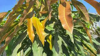 Dasheri mango plant blooming [upl. by Avon]