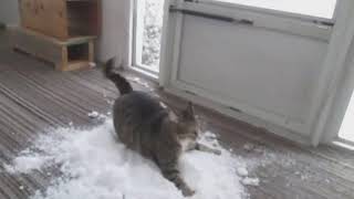 Cat Loves to Play With Snow Brought Indoors By Owner  1083703 [upl. by Isdnil]