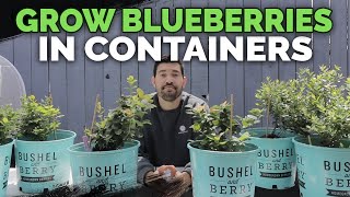 How to Grow Blueberries in Containers Soil and Planting [upl. by Shermie]