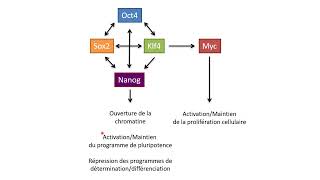Les facteurs de Yamanaka ou OSKM  comment transformer une cellule différenciée en cellule iPS [upl. by Ruhnke]