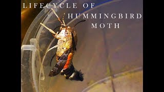 LIFE CYCLE OF HUMMINGBIRD HAWK MOTH 🦋  Macroglossum Stellatarum [upl. by Spindell]