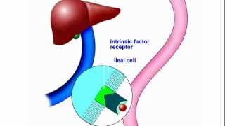 Vitamin B12 New Understanding and Approach to an Old Problem [upl. by Kemme]