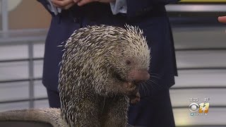 Wild Wednesday PrehensileTailed Porcupine [upl. by Aihsenod966]