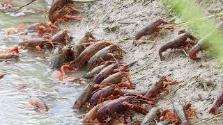 Red Swamp Crayfish AKA Crawfish exiting crawfish pond being drained St Landry Parish Louisiana [upl. by Rennerb]