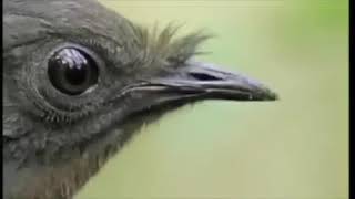 THE TING GOES SKRRRRA Bird EditionDavid Attenborough Version [upl. by Maximilian296]