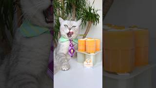 🥭Enjoy Summer Early With DIY Mango Ice Cream😋🍧 catsofyoutube foodlover tiktok [upl. by Adnahsed]