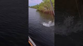 Sea Trout on the top water plug seatrout kayakfishing outdoors [upl. by Hada375]