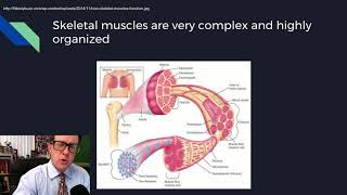 Physiology Lecture 08 Excitable Tissues [upl. by Hnid]