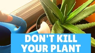 How I Water My Indoor Aloe Vera Plant  Aloe Vera Plant Watering Tips [upl. by Daenis843]