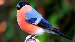 Bird Bullfinch SongPurrhula [upl. by Drummond]