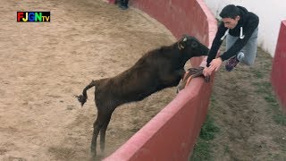 Capea cumple Rafa en La Espuela Alcora  Castellón Bous Al Carrer Toros FJGNtv [upl. by Sabella234]