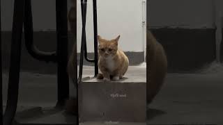 shortvideo funny mycatchannel cat petschannel yourcat funnycats catschannel pets [upl. by Cathrin]