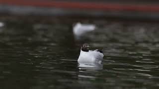 A Black Headed Gull On A Body Of Water [upl. by Iain960]