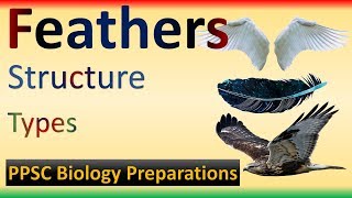 Types of Birds Feathers  Structure  Feathers vs Wings [upl. by Graces]