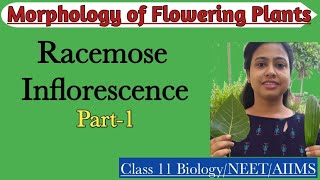 Racemose Inflorescence Part1Types of Racemose InflorescenceMorphology of Flowering PlantClass 11 [upl. by Lerak]