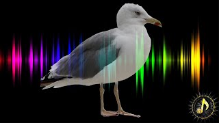 Seagull Chirping  Bird Call Sound Effect [upl. by Marchak716]