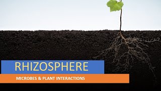 RHIZOSPHERE  PLANT SURFACE MICROORGANISMS  MICROBES amp PLANT INTERACTIONS  ENVIRONMENTAL MB [upl. by Aracat510]