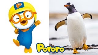 Pororo The Little Penguin Characters In Real Life  All Characters 2017 [upl. by Dhumma]