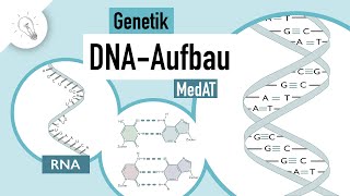 DNA Aufbau  Genetik  MedAT  Biologie [upl. by Leona364]