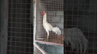 MTM Roosters mtmroosters roostercollection roo [upl. by Lupien333]