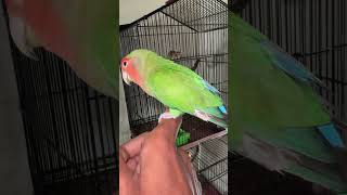 Peach face tamed love bird parrot birdcount youtubeshorts shortfeed [upl. by Retsehc]