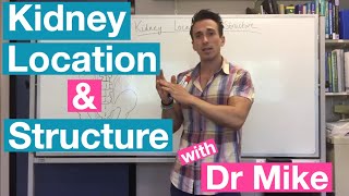 Kidney Location and Structure [upl. by Burgwell]