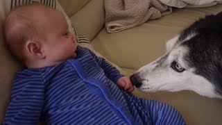 Mishka the Talking Husky Meets Our New Baby [upl. by Ibor]