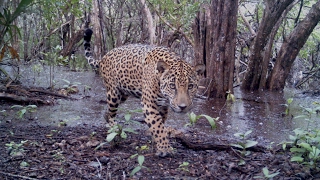 EL TERRITORIO DEL JAGUAR DOCUMENTAL [upl. by Neelyaj418]