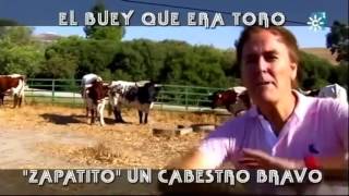 El Buey Que Era Toro Zapatito Un Cabestro Bravo [upl. by Retse]