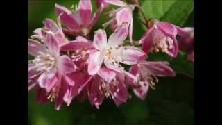 Deutzia x hybrida Strawberry Fields [upl. by Zarger822]