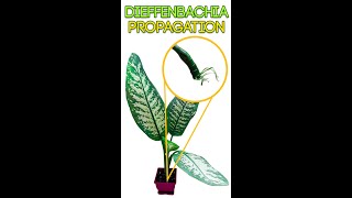 HOW TO PROPAGATE DIEFFENBACHIA [upl. by Hull110]