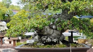 Celtis Bonsai Hackberry [upl. by Couhp]